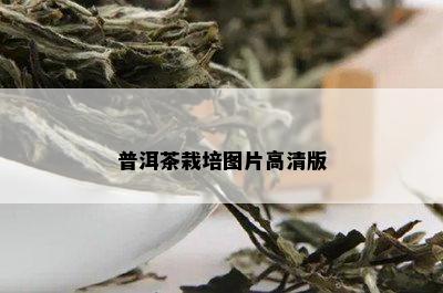 普洱茶栽培图片高清版