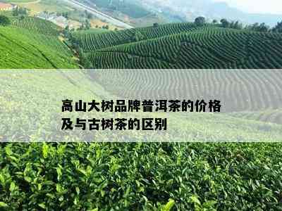 高山大树品牌普洱茶的价格及与古树茶的区别