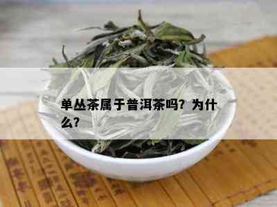 单丛茶属于普洱茶吗？为什么？