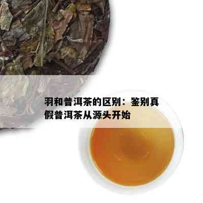 羽和普洱茶的区别：鉴别真假普洱茶从源头开始