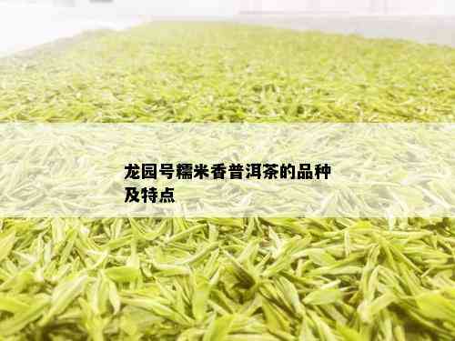 龙园号糯米香普洱茶的品种及特点