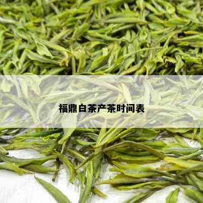 福鼎白茶产茶时间表