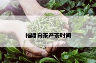 福鼎白茶产茶时间