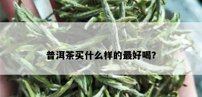 普洱茶买什么样的更好喝？