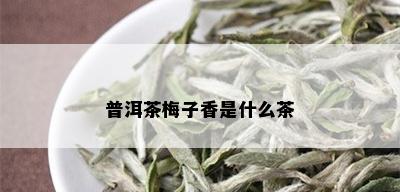 普洱茶梅子香是什么茶