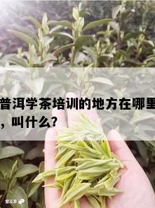 普洱学茶培训的地方在哪里，叫什么？