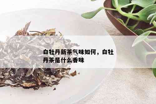 白牡丹新茶气味如何，白牡丹茶是什么香味