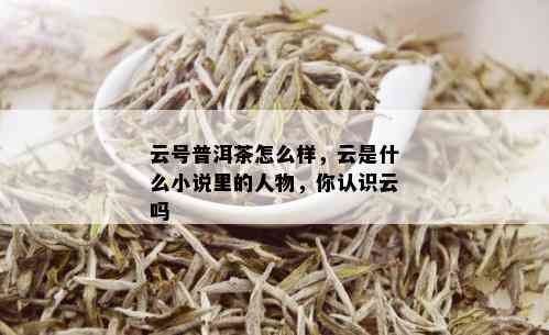 云号普洱茶怎么样，云是什么小说里的人物，你认识云吗