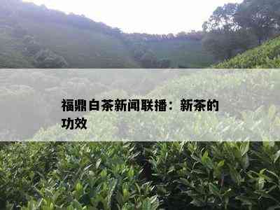 福鼎白茶新闻联播：新茶的功效