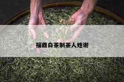 福鼎白茶制茶人姓谢