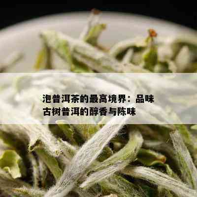 泡普洱茶的更高境界：品味古树普洱的醇香与陈味