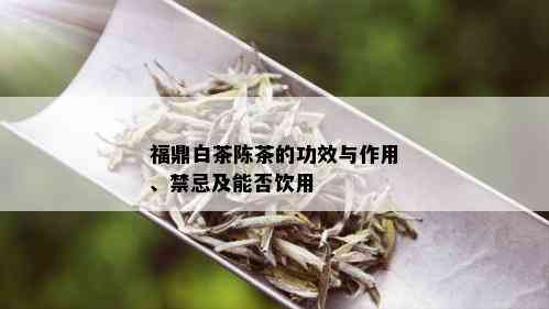 福鼎白茶陈茶的功效与作用、禁忌及能否饮用