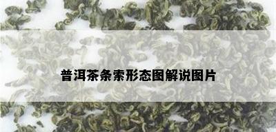 普洱茶条索形态图解说图片