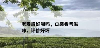 老寿眉好喝吗，口感香气滋味，评价好坏