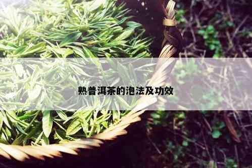 熟普洱茶的泡法及功效