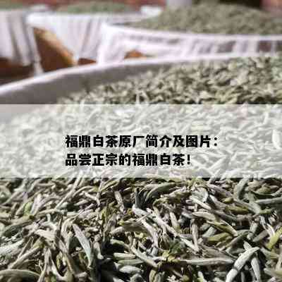 福鼎白茶原厂简介及图片：品尝正宗的福鼎白茶！