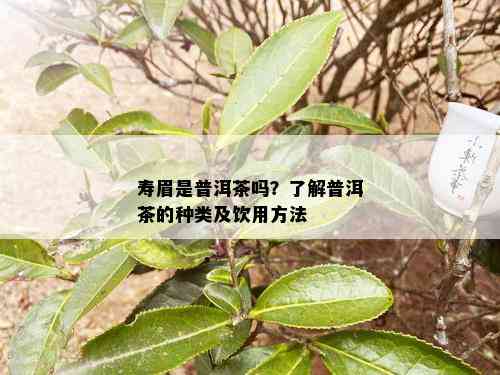 寿眉是普洱茶吗？了解普洱茶的种类及饮用方法