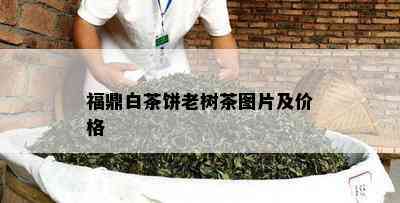 福鼎白茶饼老树茶图片及价格