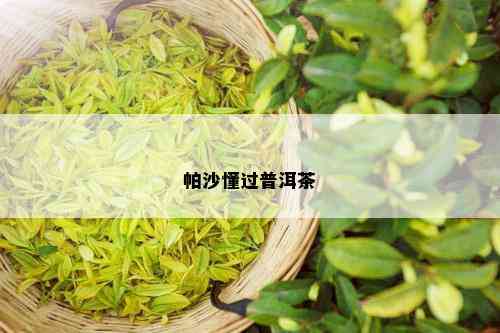 帕沙懂过普洱茶