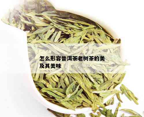 怎么形容普洱茶老树茶的美及其美味