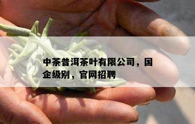 中茶普洱茶叶有限公司，国企级别，官网招聘