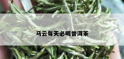 马云每天必喝普洱茶