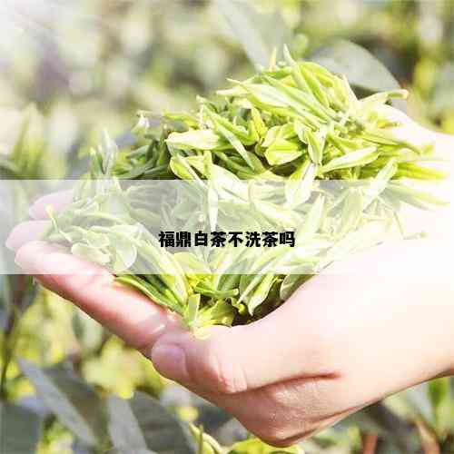 福鼎白茶不洗茶吗