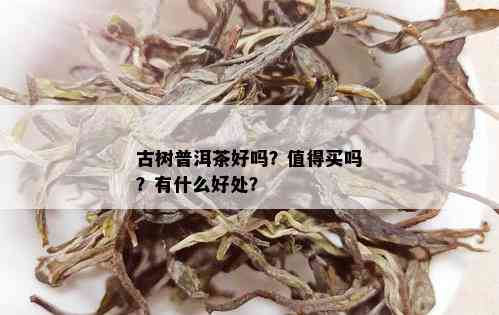 古树普洱茶好吗？值得买吗？有什么好处？