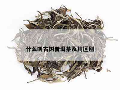 什么叫古树普洱茶及其区别