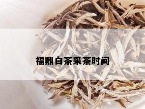 福鼎白茶采茶时间