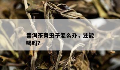 普洱茶有虫子怎么办，还能喝吗？