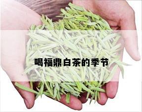 喝福鼎白茶的季节