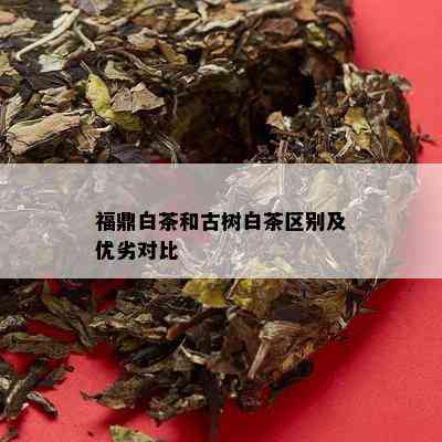 福鼎白茶和古树白茶区别及优劣对比