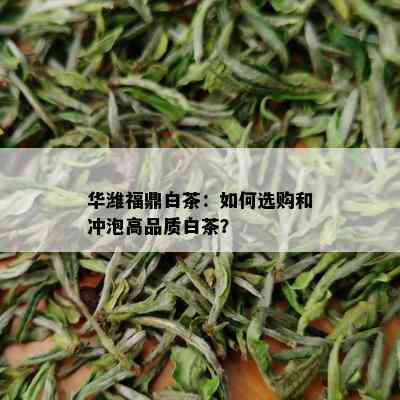 华潍福鼎白茶：如何选购和冲泡高品质白茶？