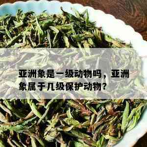 亚洲象是一级动物吗，亚洲象属于几级保护动物?