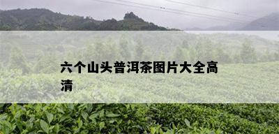 六个山头普洱茶图片大全高清