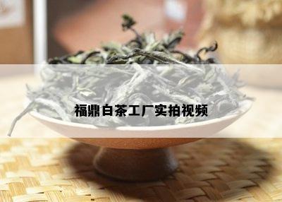 福鼎白茶工厂实拍视频