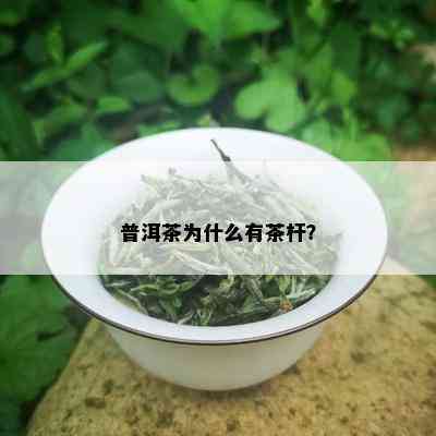 普洱茶为什么有茶杆？