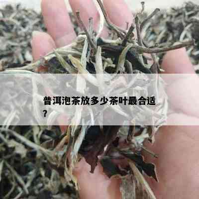 普洱泡茶放多少茶叶最合适？