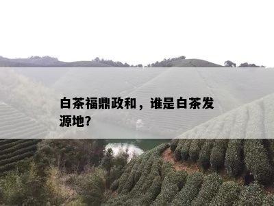 白茶福鼎政和，谁是白茶发源地？