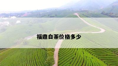 福鼎白茶价格多少