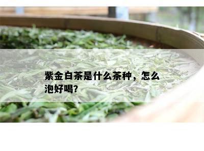 紫金白茶是什么茶种，怎么泡好喝？