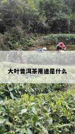 大叶普洱茶用途是什么