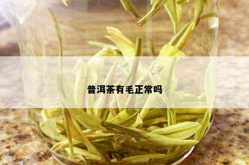 普洱茶有毛正常吗