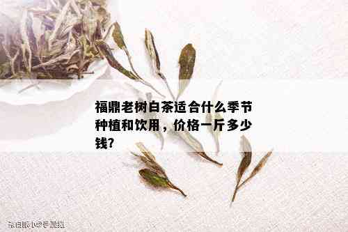 福鼎老树白茶适合什么季节种植和饮用，价格一斤多少钱？