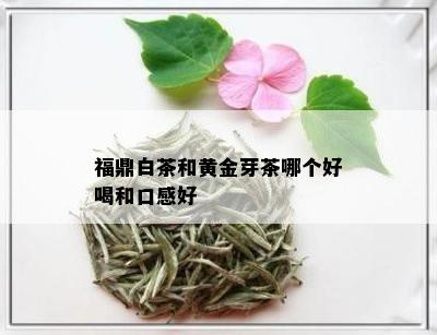 福鼎白茶和黄金芽茶哪个好喝和口感好