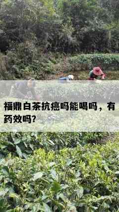 福鼎白茶抗癌吗能喝吗，有药效吗？