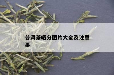 普洱茶晒分图片大全及注意事