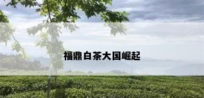 福鼎白茶大国崛起