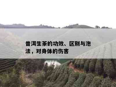 普洱生茶的功效、区别与泡法，对身体的伤害